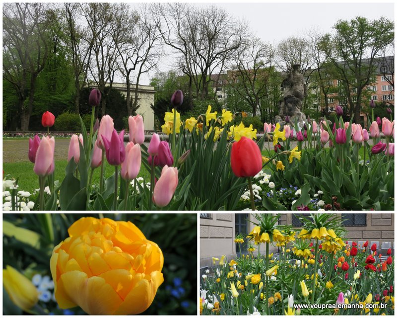 Tulipas na primavera em Munique