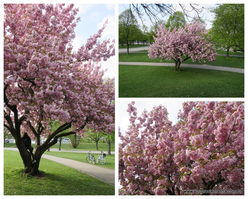 Cerejeiras na primavera em Munique