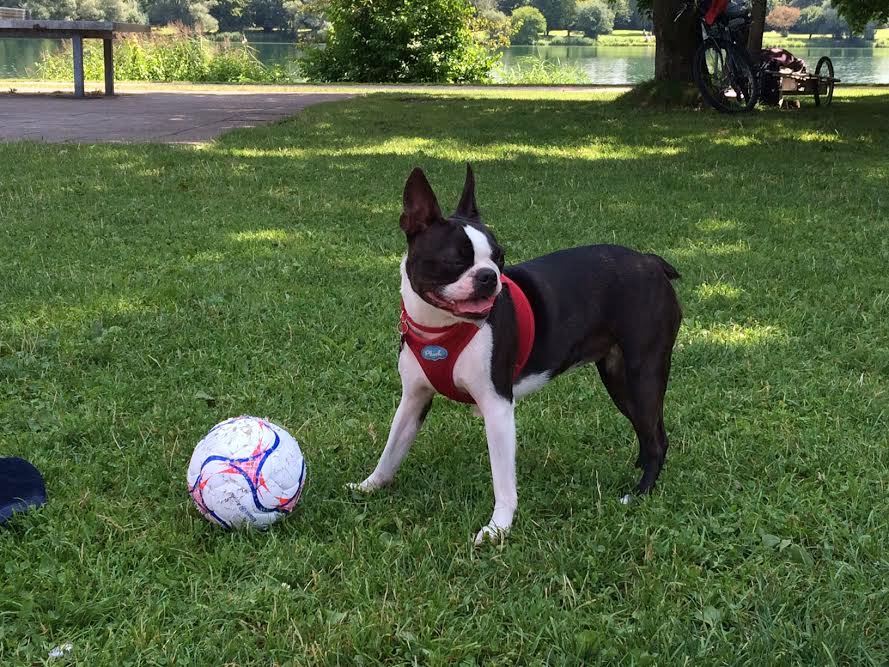 Cachorro na Alemanha