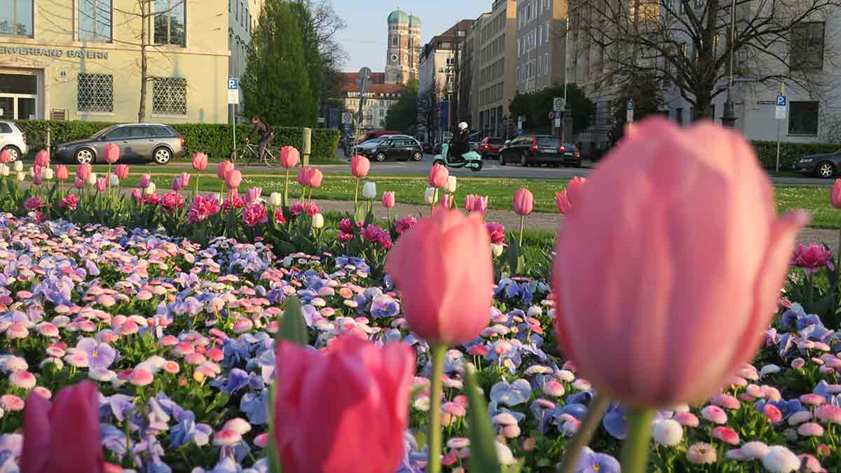 Catedral de Munique e tulipas na primavera