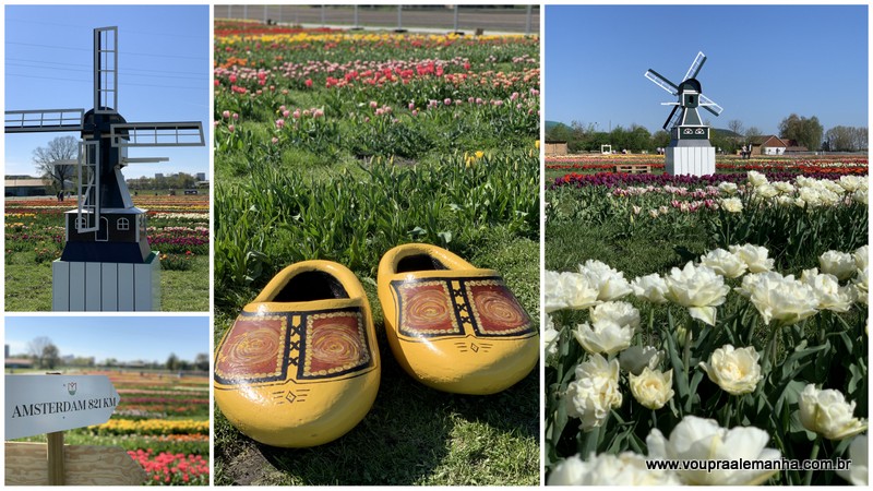 Campo de Tulipas que lembra a Holanda