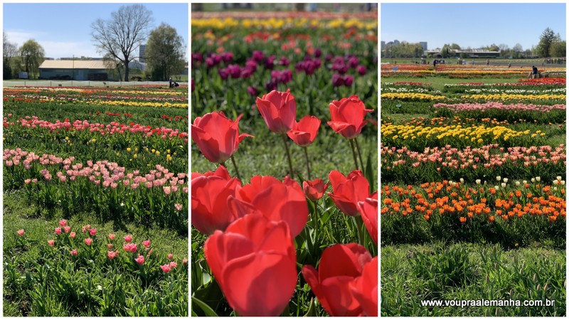 Campo de tulipas em Munique