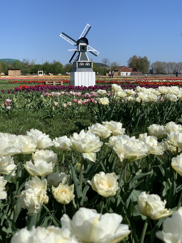 Campo de tulipas na Baviera