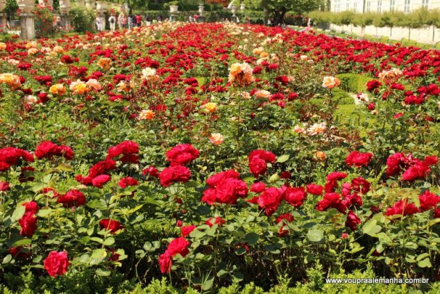 Jardim de rosas florido no Palácio Mirabell de Salzburgo
